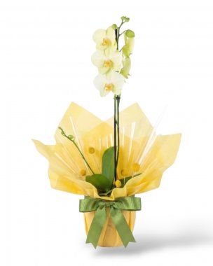 Premium Tek Dal Sarı Orkide