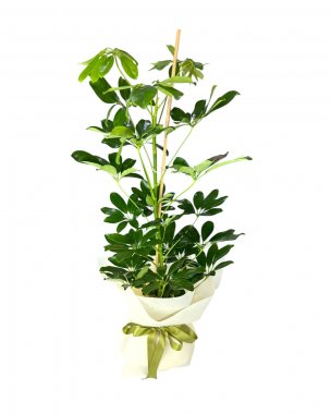 Tek Dal Şeflara Çiçeği(Schefflera)